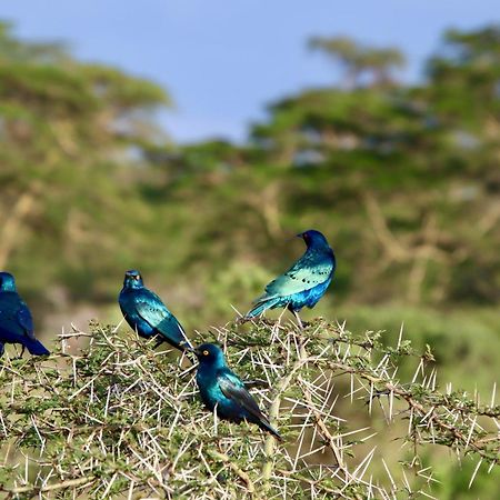 Amboseli Cultural Camping Dış mekan fotoğraf