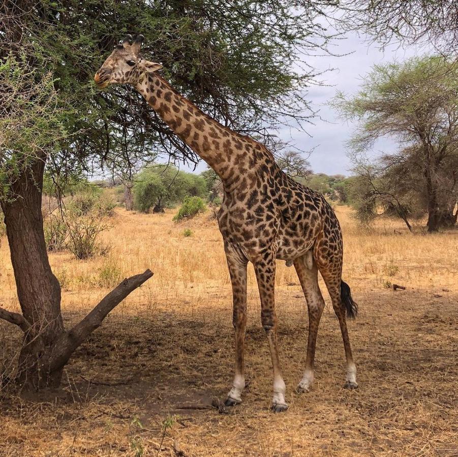Amboseli Cultural Camping Dış mekan fotoğraf